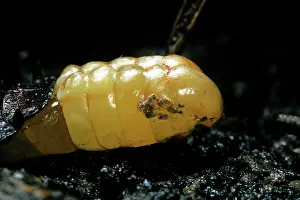 Hissing: Madagascar Hissing Cockroach