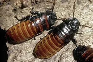 Hissing: Madagascar Hissing Cockroach