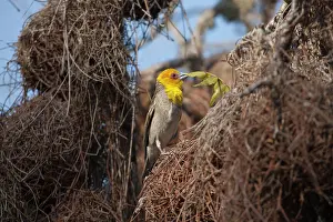 Sleicher: Madagascar, Ifaty. Male Sakalava Weaver