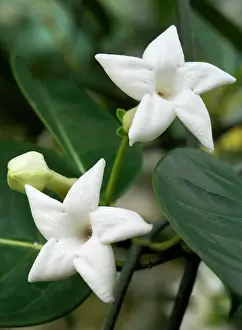 Jasmine: Madagascar jasmine - shot under glass in a Norfolk garden