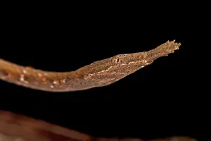 Madagascariensis: The Madagascar Leaf-nosed snake (Langaha madagascariensis)