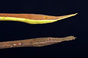 Madagascariensis: Madagascar leaf-nosed snake (Langaha madagascariensis)