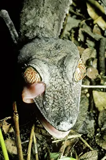 Fimbriatus: Madagascar Leaf-tailed Gecko