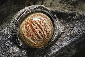 Sense: Madagascar Leaf-tailed Gecko