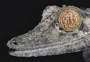 Sense: Madagascar Leaf-tailed Gecko