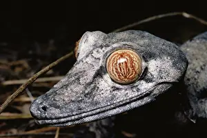 Sense: Madagascar Leaf-tailed Gecko