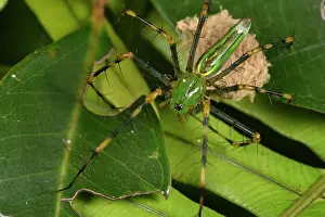 Madagascariensis: Madagascar lynx spider (Peucetia madagascariensis)