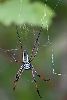Madagascariensis: Madagascar. Madagascar Golden Web Spider