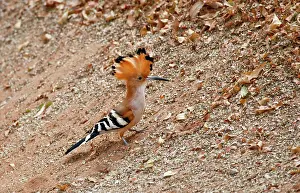 Marginata: Madagascar. Madagascar Hoopoe (Upupa marginata)