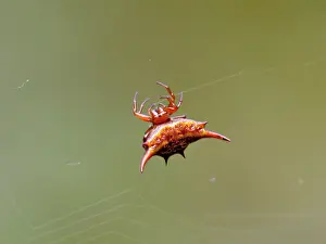 Formosa: Madagascar. Madagascar Thorn Spider (Gasteracantha