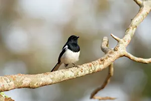 Copsychus: Madagascar Magpie-Robin - endemic, male on branch