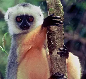 Propithecus: Madagascar, Mantadia, Diademed Sifaka