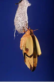 Drying: Madagascar Moon Moth - drying after emerging from cacoon