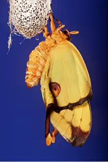 Pupae: Madagascar Moon Moth - female outside cocoon