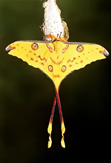 Pascal Goetgheluck: MADAGASCAR MOON MOTH - male on cocoon