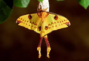 Pascal Goetgheluck: MADAGASCAR MOON MOTH - male on cocoon