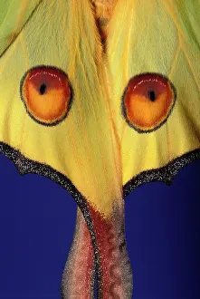 Puzzle: Madagascar Moon Moth - detail of wings
