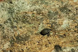 Shield: Madagascar, National Park of Isalo, small