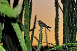 Nightjar: Madagascar Nightjar in spiny forest