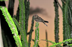 Nightjar: Madagascar Nightjar in spiny forest
