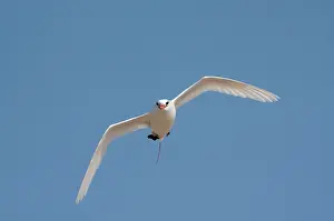Nosy: Madagascar, Nosy Ve. Red-tailed Tropicbird