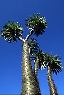 Kallen Marc Ferrero: Madagascar - Pachypodium