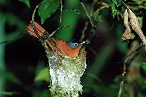 Terpsiphone: Madagascar Paradise Flycatcher - female on nest