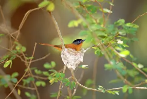 Terpsiphone: Madagascar Paradise Flycatcher - male on nest