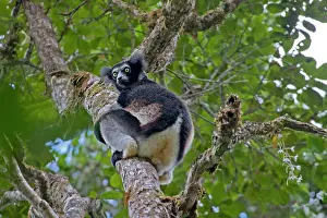 Indri: Madagascar, Perinet Forest. An Indri (Indri