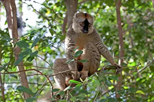 Sleicher: Madagascar, Perinet Reserve. Common Brown