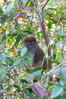 Sleicher: Madagascar, Perinet Reserve. An Eastern