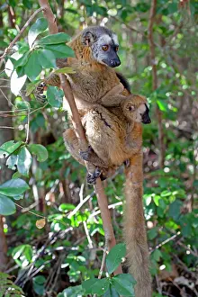 Rufus: Madagascar, Perinet Reserve. Red Lemur (Eulemur