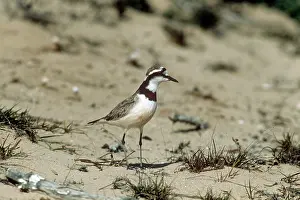 Alan Greensmith: Madagascar Plover