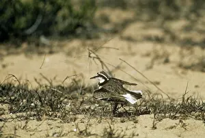 Feigning: Madagascar Plover - broken wing display