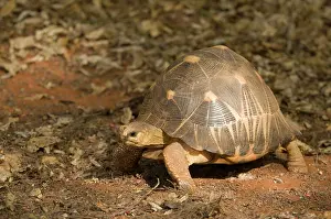 Radiated: Madagascar Radiated Tortoise