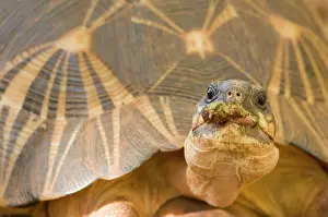 Radiated: Madagascar Radiated Tortoise