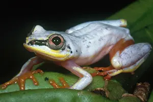 Madagascariensis: Madagascar Reed Frog