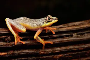 Andasibe: Madagascar Reed Frog (Heterixalus madagascariensis)