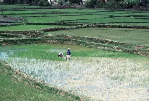 Farmers: MADAGASCAR - rice paddy fields