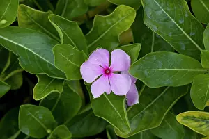 Periwinkle: Madagascar / Rosy Periwinkle - grown in gardens
