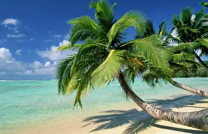Coconuts: Madagascar - Sandy Beach & palm trees