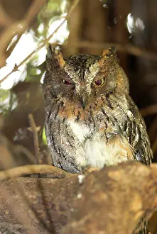 Rutilus: Madagascar Scops Owl - regional endemic. Roosting in tree