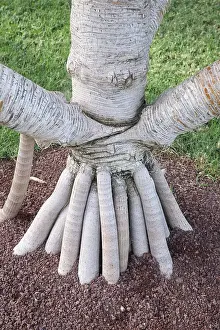 250417: Madagascar Screw Pine - aerial prop roots, Tenerife