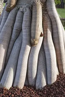 250417: Madagascar Screw Pine - aerial prop roots, Tenerife
