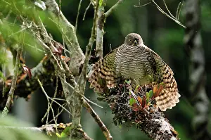 Sparrowhawks: Madagascar Sparrowhawk