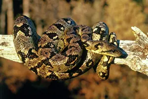 Madagascariensis: Madagascar Tree Boa