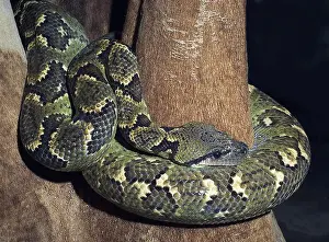 Madagascariensis: Madagascar Tree Boa