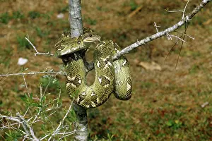 Madagascariensis: Madagascar Tree Boa