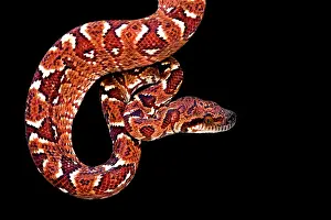 Madagascariensis: Madagascar tree boa (Sanzinia madagascariensis)