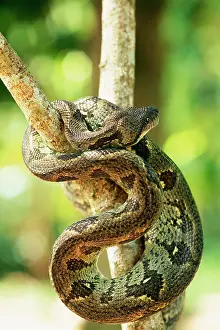Boas: Madagascar Tree BOA - in tree, endemic